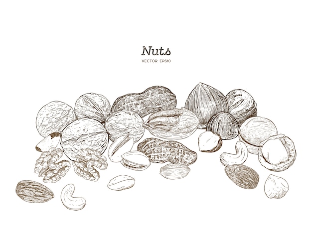 Vector colección de nueces