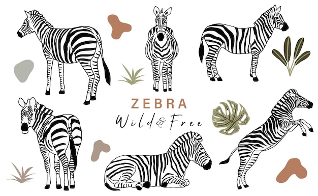 Colección de objetos animales con zebra.ilustración de vector para icono, etiqueta engomada, imprimible