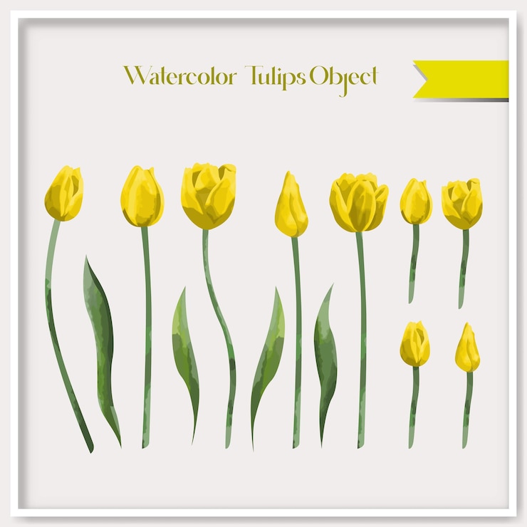 Vector colección de objetos de tulipanes de acuarela vectorial