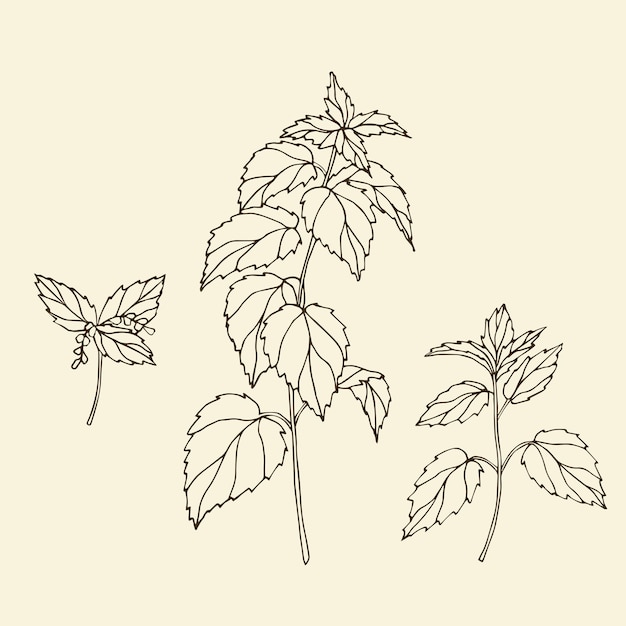 Colección de ortiga Sketch