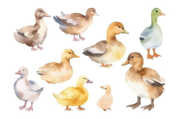 Colección de pájaros de acuarela ilustración vectorial de pato animal de granja