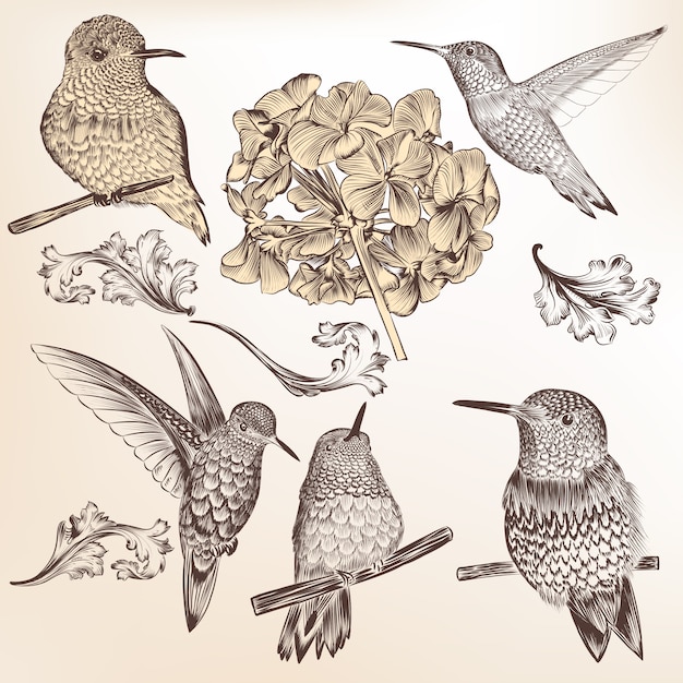 Vector colección de pájaros decorativos