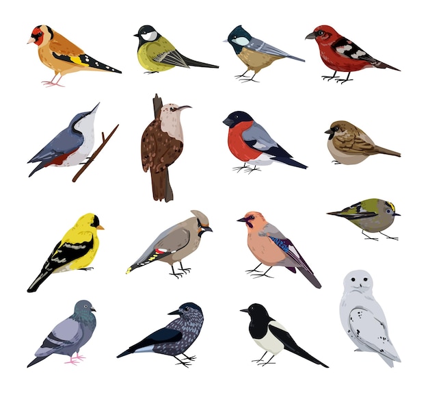 Vector colección de pájaros de invierno realistas.