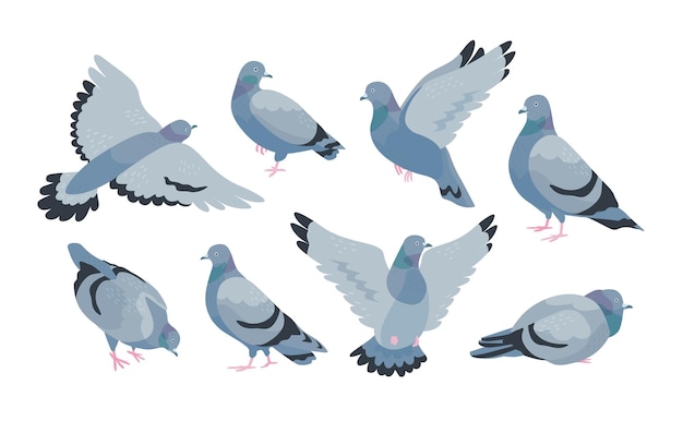 Vector colección de palomas salvajes grises en varias poses: sentarse, volar, caminar, comer. pájaro de ciudad o sinántropo aislado sobre fondo blanco. ilustración de vector colorido en estilo de dibujos animados plana.