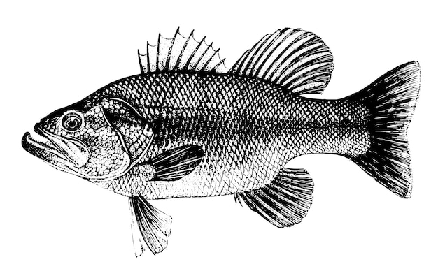 Vector colección de peces dibujados a mano gráficos en blanco y negro