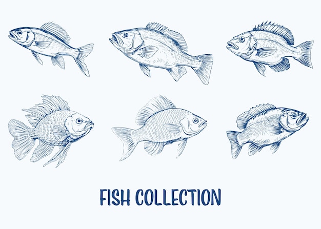 Vector colección de peces tirados