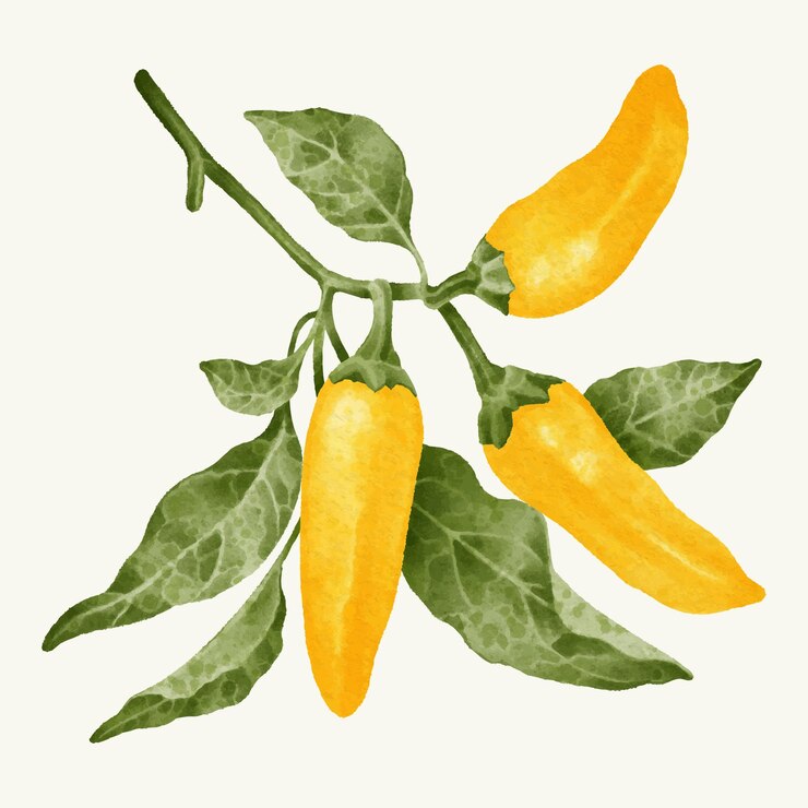 Colección de pimienta y capsicum dibujada a mano en acuarela