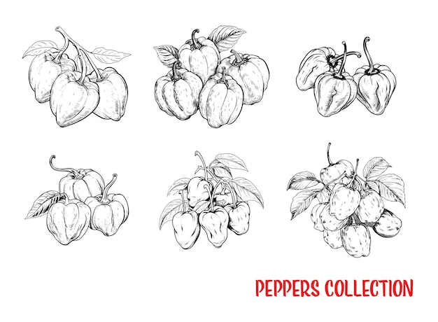 Colección de pimientos habanero dibujados