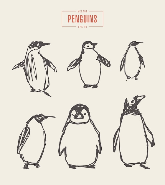 Colección de pingüinos realistas, ilustración vectorial dibujada a mano, boceto