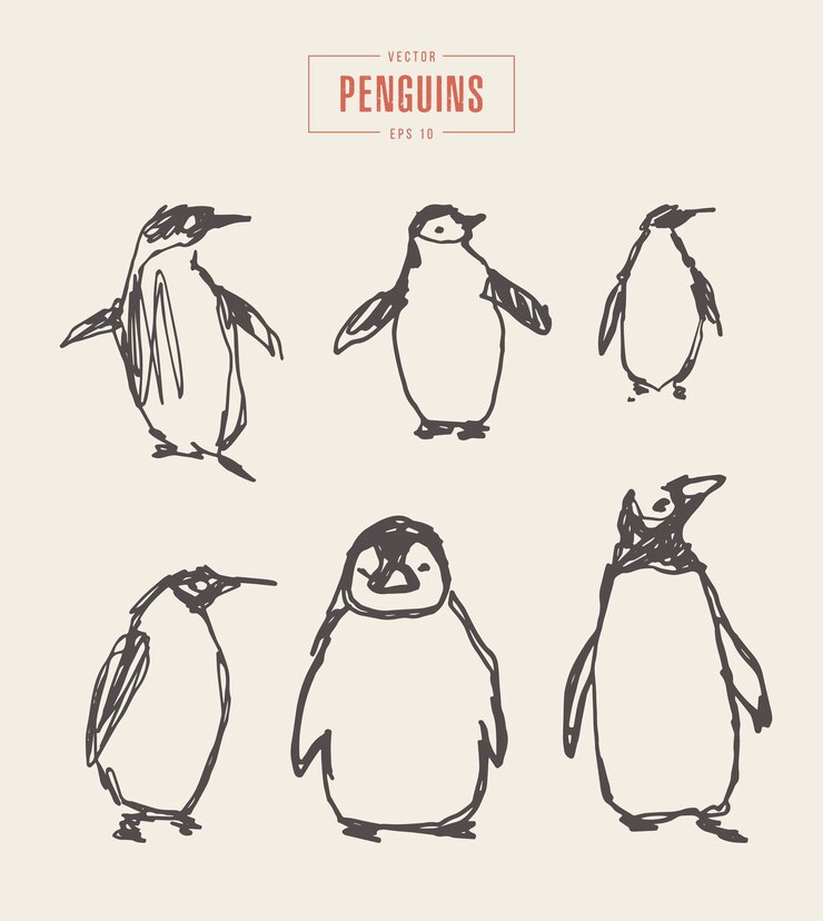 Vector colección de pingüinos realistas, ilustración vectorial dibujada a mano, boceto