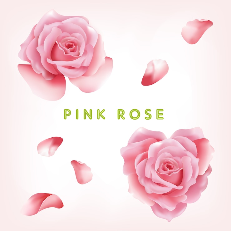 Vector colección pink rose flowers