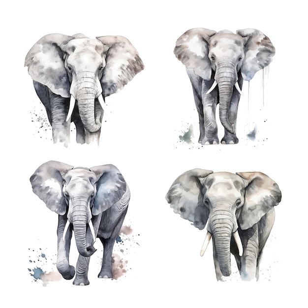 Colección de pintura de acuarela de elefante