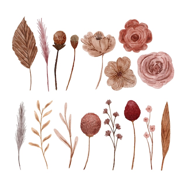 Colección de pintura de acuarela de elemento floral seco