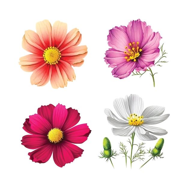 Colección de pintura de acuarela de flor de cosmos