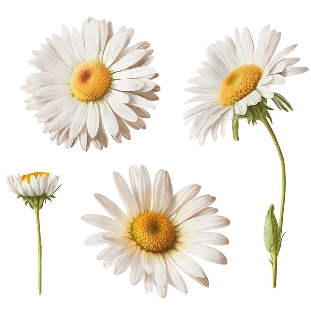 Vector colección de pintura de acuarela de flor de margarita blanca