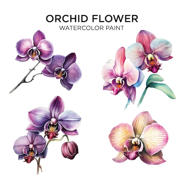 Colección de pintura de acuarela de flor de orquídea