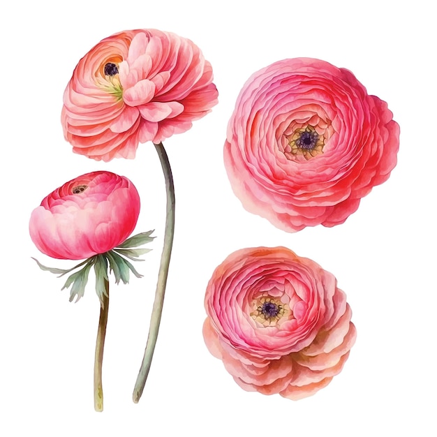 Vector colección de pintura de acuarela de flor de ranunculus