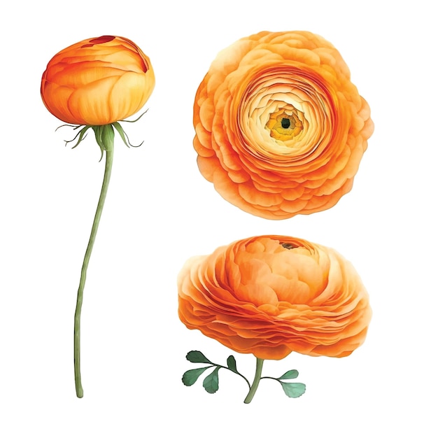 Colección de pintura de acuarela de flor de ranunculus