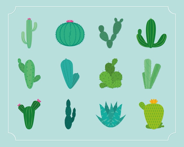 colección de plantas de cactus