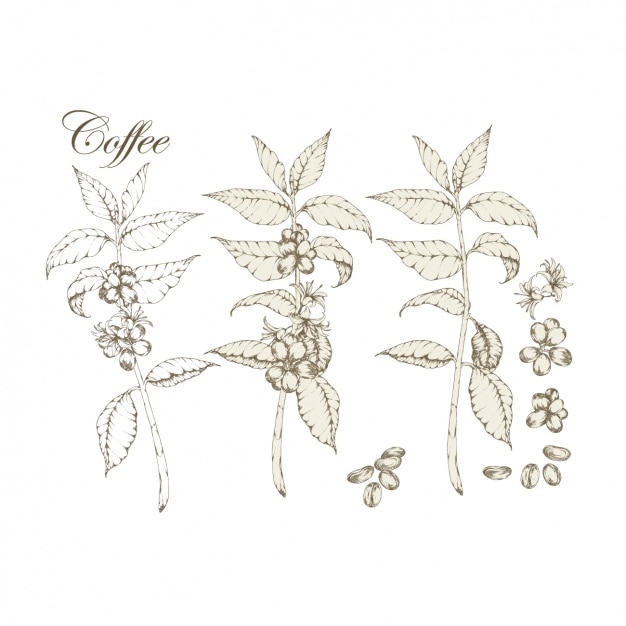 Colección de plantas de café