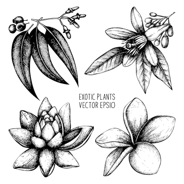 Vector colección de plantas exóticas. conjunto de flores tropicales bosquejadas a mano.