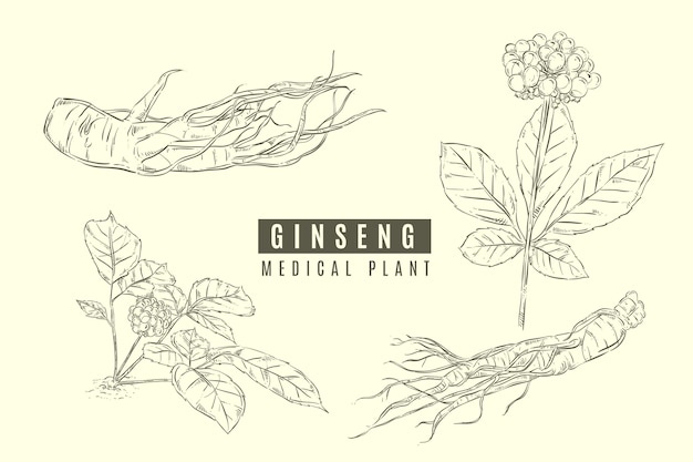 Vector colección de plantas de ginseng