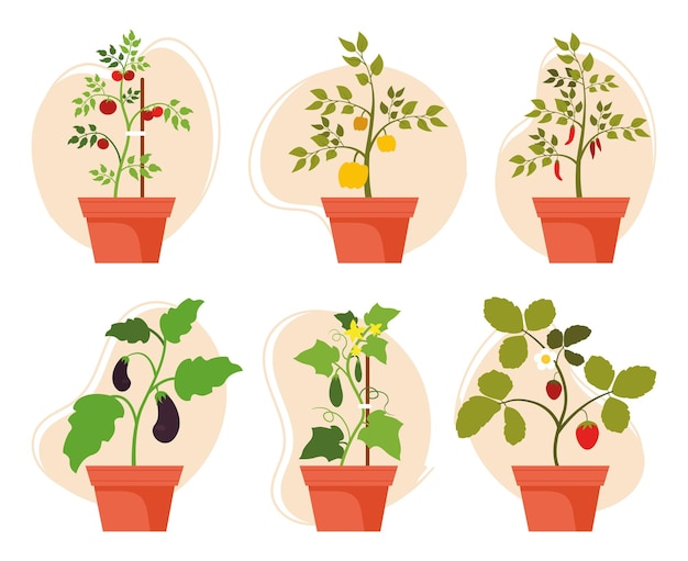 Colección de plantas hortícolas y frutales en maceta