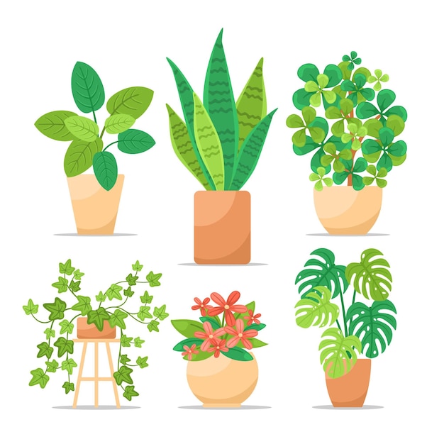 Vector colección de plantas de interior planas