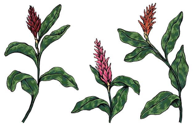 Colección de plantas tropicales. Conjunto de flores de jengibre. Bocetos botánicos vintage aislados en blanco. Ilustración de vector dibujado a mano. Elementos de colores para el diseño, la decoración.
