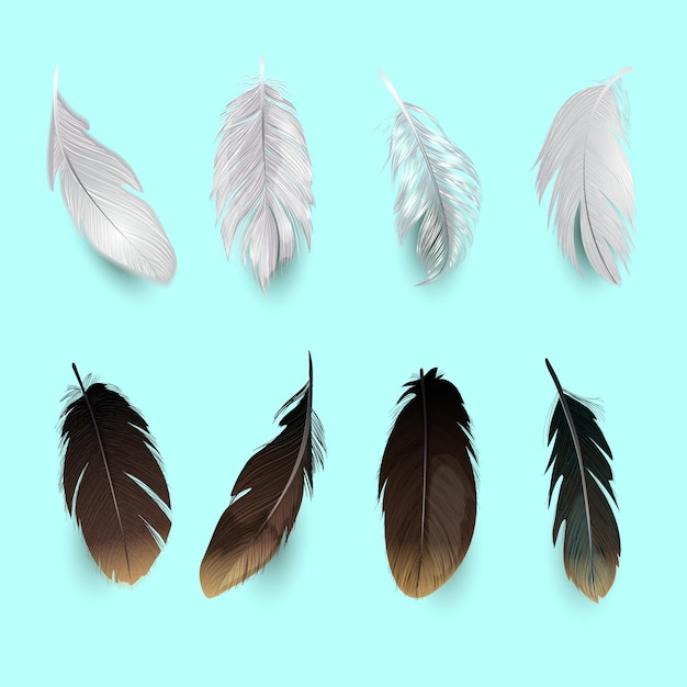 Colección de plumas de aves.