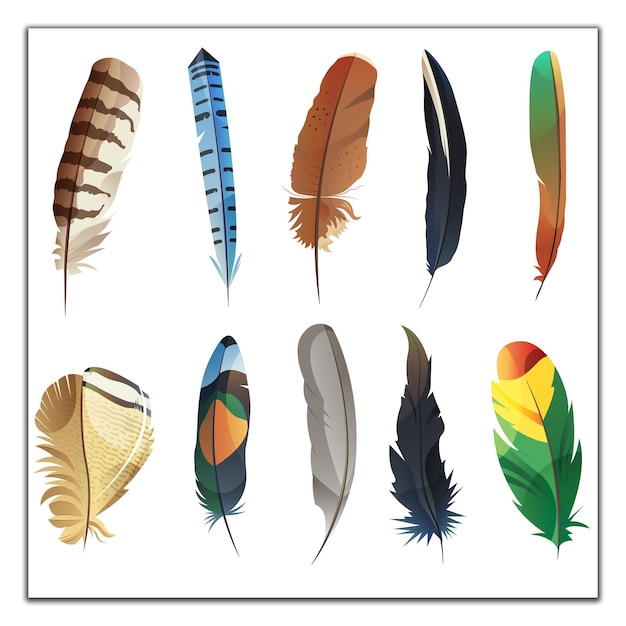 Colección de plumas de pájaros realistas y coloridas