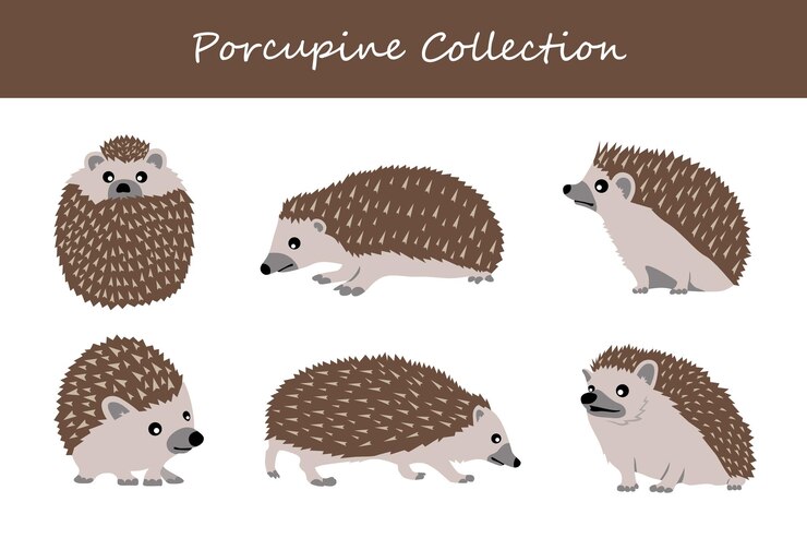 Vector colección de puercoespín ilustración vectorial aislada sobre un fondo blanco