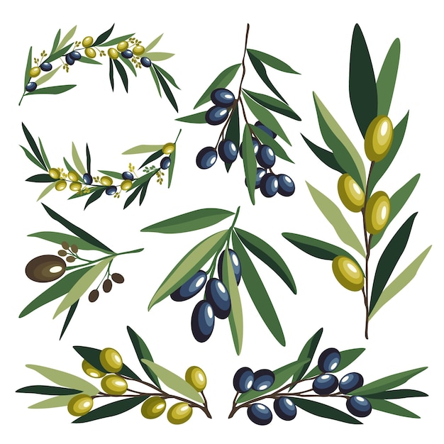 Colección de ramas con aceitunas verdes y negras