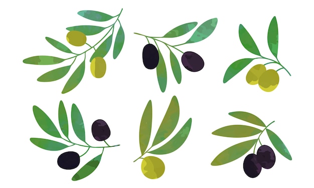 Vector colección de ramas de árboles con aceitunas verdes y negras ilustración vectorial de productos orgánicos saludables