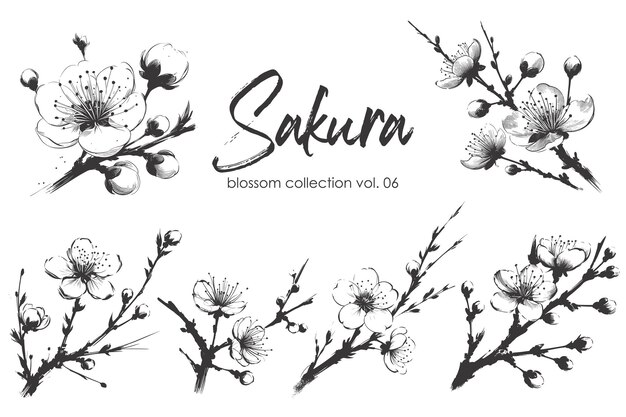 Colección de ramas de flor de sakura vectorial Ilustración dibujada a mano