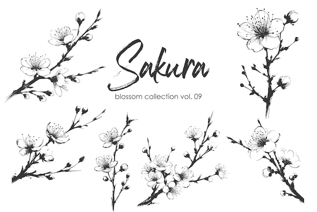 Colección de ramas de flor de sakura vectorial Ilustración dibujada a mano