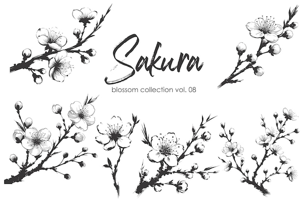 Colección de ramas de flor de sakura vectorial Ilustración dibujada a mano