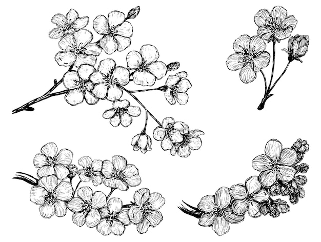 Colección de ramas florecientes de Sakura. Conjunto de flores de cerezo. Ilustración de vector dibujado a mano. Bocetos botánicos aislados en blanco. Elementos de esquema para el diseño.