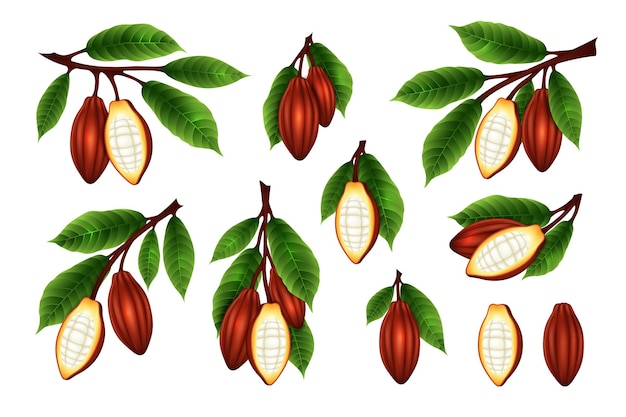 Colección de ramas de granos de cacao Vector ilustración aislada en estilo realismo