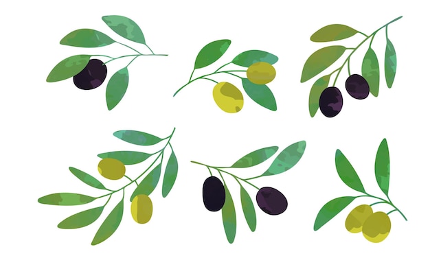 Colección de ramas de olivo Producto orgánico ecológico y saludable Ilustración vectorial Ilustración vectoral
