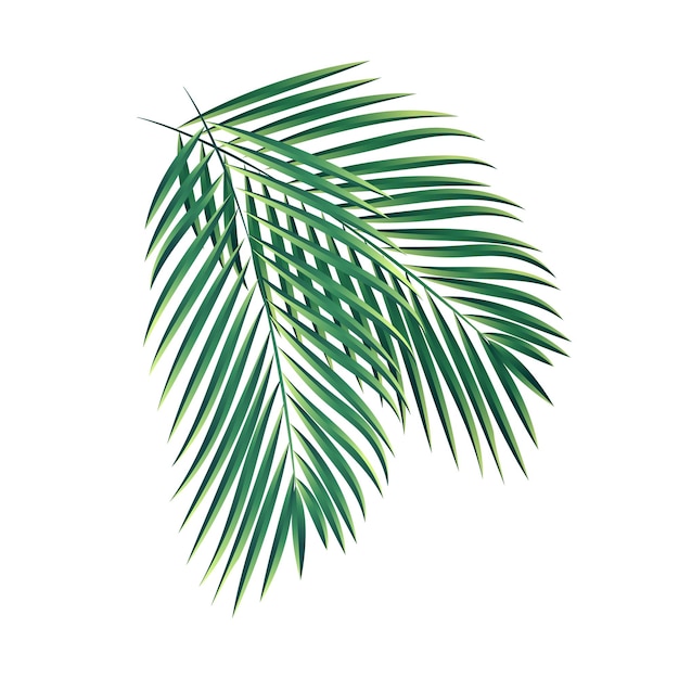 Colección de ramas de palmera vectorial fondo blanco aislado