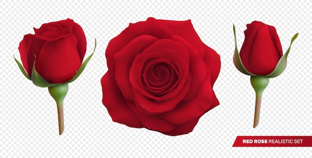 Colección de rosas en estilo realista
