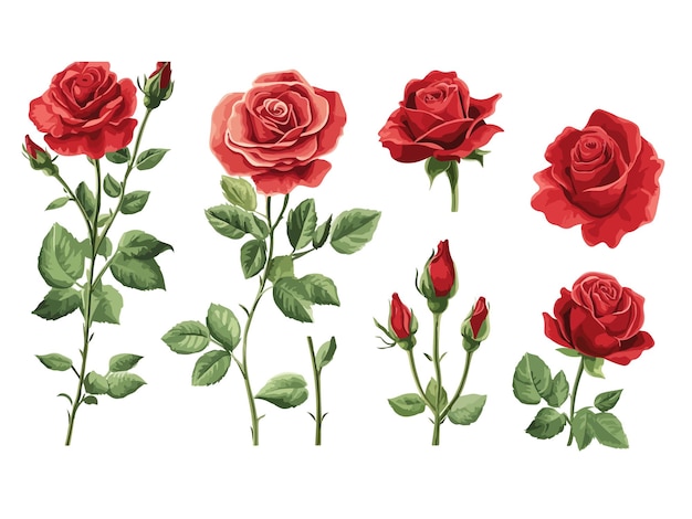 una colección de rosas y hojas de la colección