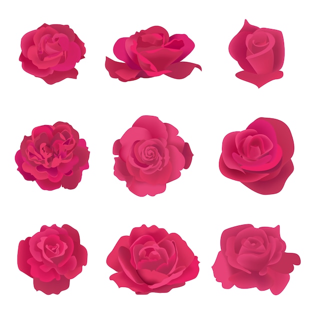 Vector colección de rosas rojas