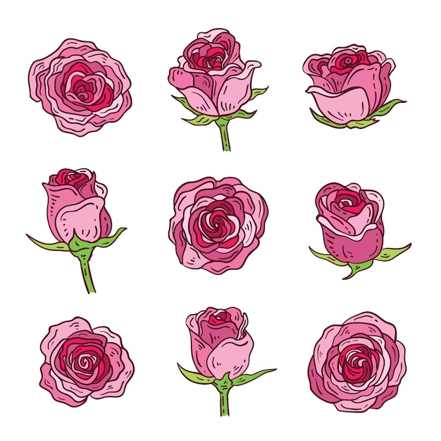 Colección de rosas rosadas