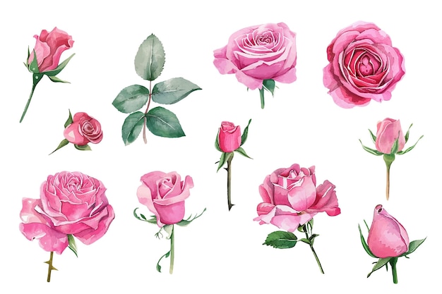 una colección de rosas y rosas de la colección