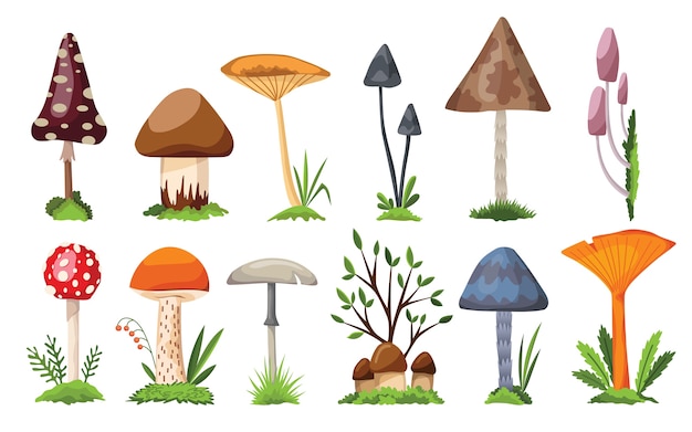 Vector colección de setas y hongos. ilustración de los diferentes tipos de setas sobre un fondo blanco. bosque colorido conjunto salvaje de setas comestibles variadas y setas.