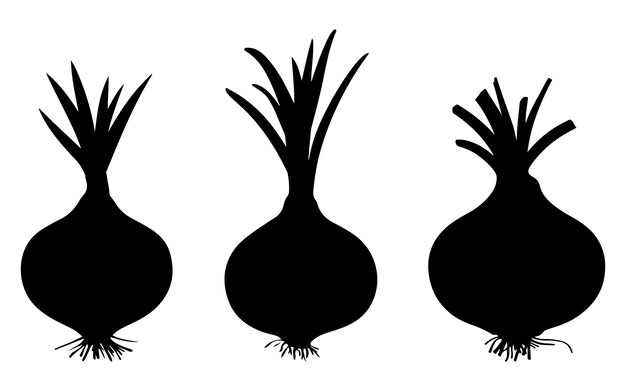 Colección de silueta de cebolla arte vector silhouette de cebolla con arte vectorial de raíz