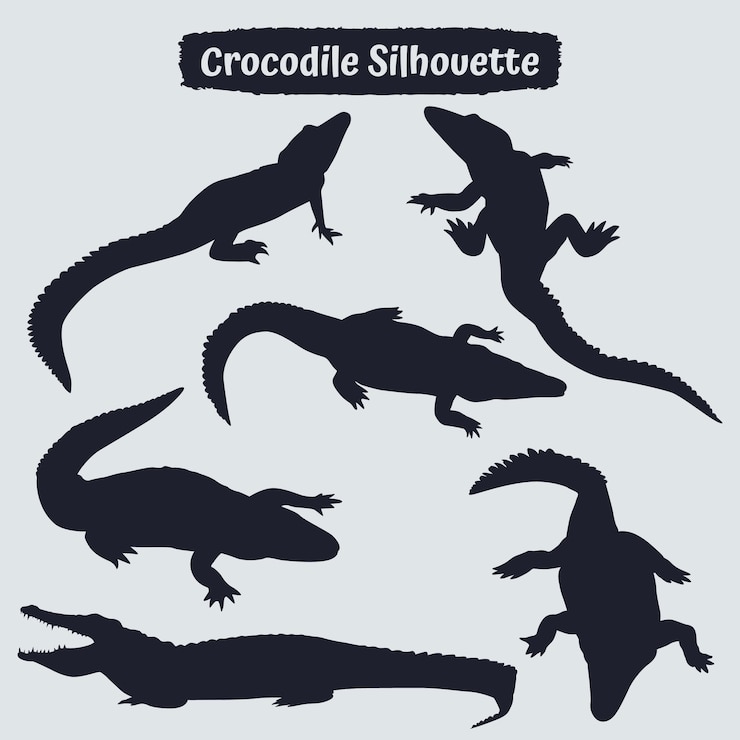 Vector colección de silueta de cocodrilo en diferentes poses