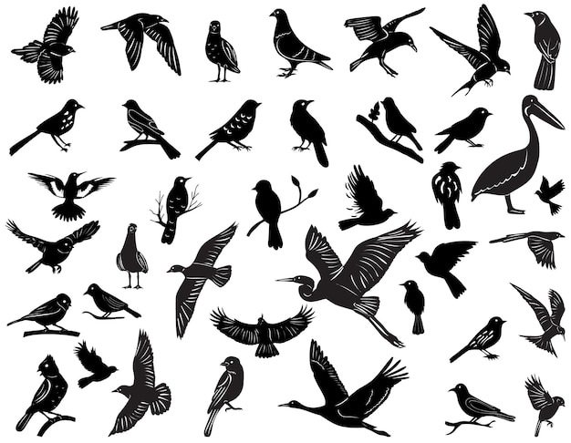 colección de silueta de pájaros en vector de fondo blanco